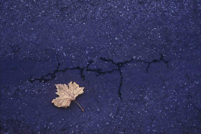 Lonely Leaf